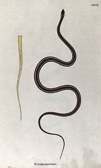 A snake, slender and brown in colour, with yellow, black and purple stripes running along the length of its back: includes a detail of the underside of the tail. Watercolour, ca. 1795.