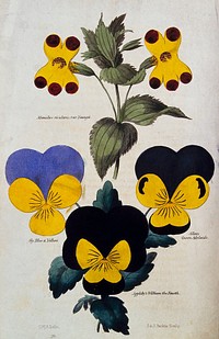 Four flowering plants: a yellow monkey flower (Mimulus luteus) and three pansies (Viola cultivars). Coloured engraving by J. & J. Parkin, 1833, after C. W. Harrison.