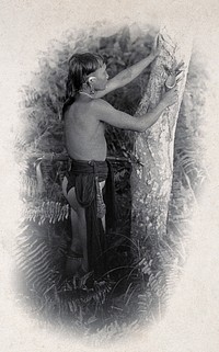 Sarawak: a Kenyah worker collecting the poison from an upas tree trunk. Photograph.