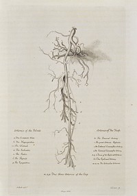 Arteries of the leg (pelvis and thigh)