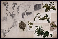 Leaves and twigs of elm (Ulmus) and privet (Ligustrum). Watercolour and pencil drawings.