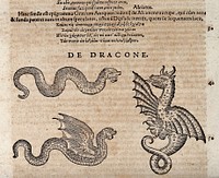 A serpent, a winged serpent and a dragon. Woodcut after C. Gessner.