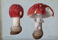The fly agaric fungus (Amanita muscaria): two fruiting bodies. Watercolour, 1892.