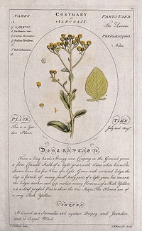 Alecost or costmary (Balsamita major Desf.): flowering stem with separate leaf and floral segments and a description of the plant and its uses. Coloured line engraving by C.H. Hemerich, c.1759, after T. Sheldrake.