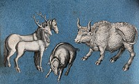 A horse, a deer, a warthog (or wild boar) and a bull. Cut-out engravings pasted onto paper, 16--.
