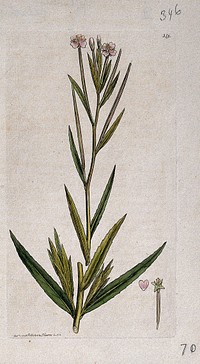 Willow-herb (Epilobium palustre): flowering stem and floral segments. Coloured engraving after J. Sowerby, 1796.