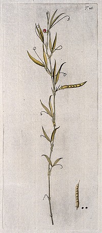 Vetchling (Lathyrus inconspicuus): flowering and fruiting stem with separate fruit and seed. Coloured engraving after F. von Scheidl, 1770.