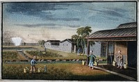 A tea plantation in China: workers water the young tea plants. Gouache, China, 1800/1850.