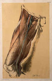 Dissection of the thigh of a man, showing the muscles, arteries, veins and blood vessels. Colour lithograph by G.H. Ford, 1866.