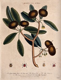 Fruiting branch of a sapodillo tree (Manilkara zapota) and four mites. Coloured etching, c. 1808, after J. Ihle.
