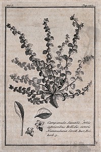 Bellflower (Campanula saxatilis): flowering plant with separate leaves and flowers. Etching, c. 1718, after C. Aubriet.