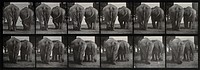 Two elephants walking. Photogravure after Eadweard Muybridge, 1887.