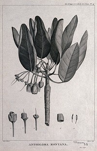 Antholoma montana: flowering and fruiting stem with floral segments. Engraving by C. Dien and P. Maleuvre, c.1798, after P. J. Redouté.