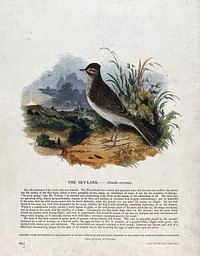 A sky-lark sitting on a rock before a bucolic landscape. Coloured wood engraving by J. W. Whimper.