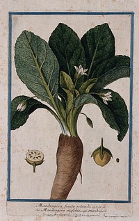 Mandrake (Mandragora officinarum L.): flowering plant with separate fruit, seed and sectioned fruit. Coloured etching by M. Bouchard, 1772.