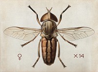 A cleg or horse fly (Tabanus ditaeniatus). Coloured drawing by A.J.E. Terzi.