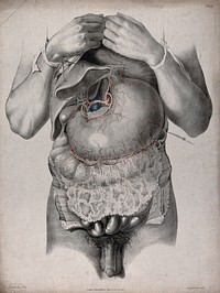 The circulatory system: dissection of the abdomen showing the stomach, with arteries and veins indicated in red and blue. Coloured lithograph by J. Maclise, 1841/1844.