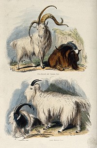 Four goats: above, A four horned and a common goat, below, a cashmere goat and a Rocky mountain goat. Coloured etching by T. Landseer.