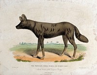 Zoological Society of London: a tortoise-shell hyena, or hyena dog. Etching by W. Panormo after W. Berthoud.