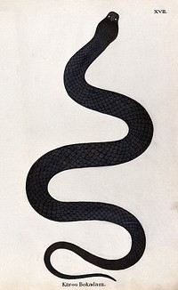 A snake, dark brown in colour and stout in shape. Watercolour, ca. 1795.