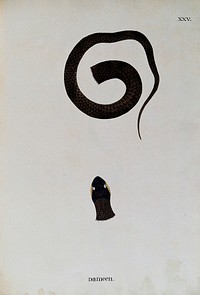 A snake, dark brown in colour with yellow markings on either side of the eyes: two figures, showing the head, and the lower part of the body. Watercolour, ca. 1795.