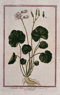 Soldanella alpina: entire flowering and fruiting plant with separate fruit and seeds. Coloured etching by M. Bouchard, 1772.