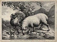 One horned sheep drinking from a stream as another eats from an oak tree. Etching by H. Winstanley after G. B. Castiglione.