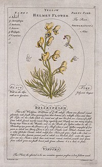 Helmet flower (Aconitum anthora L.): flowering stem with separate floral segments and a description of the plant and its uses. Coloured line engraving by C.H.Hemerich, c.1759, after T.Sheldrake.