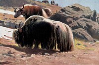 A groups of yaks grazing in a mountainous landscape. Colour lithograph after W. Kuhnert.