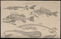 Skeletons of various fish: five figures, illustrating the skeletons of a sturgeon, a carp, a perch, a dogfish and a common eel. Line engraving, 1830/1870.
