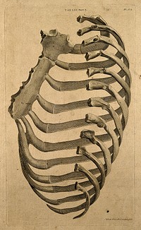 Sternum and right side of rib cage seen from behind. Line engraving by A. Bell after J.J. Sue, 1798.