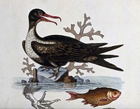 A greater frigate-bird (Fregata minor) and sea bass. Coloured etching by George Edwards, ca. 1758.