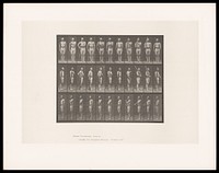 A man in loin cloth and belt stands to attention, holding a rifle in his right hand, raises it, angled behind his head and lowers it again. Collotype after Eadweard Muybridge, 1887.