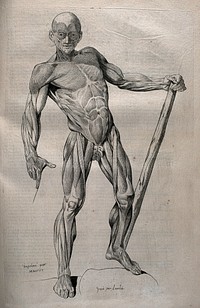 A standing écorché figure, shown holding a staff and leaning to one side. Crayon manner print by Lavalée and Martin, after J. Gamelin, 1778/1779.