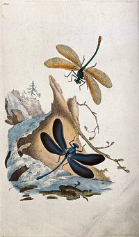 Two dragonflies courting by a waterfall. Coloured etching.