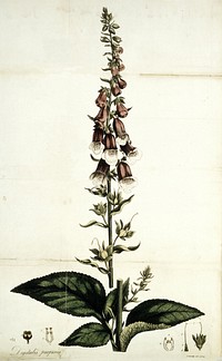 An account of the foxglove, and some of its medical uses: with practical remarks on dropsy, and other diseases / By William Withering.