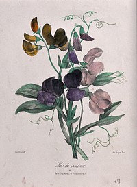 A bunch of sweet peas (Lathyrus odoratus). Coloured lithograph, c. 1850, after Guenébeaud.