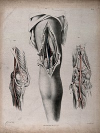 The circulatory system: dissections of the back of the leg, with arteries and veins indicated in red and blue. Coloured lithograph by J. Maclise, 1841/1844.