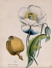Opium poppy (Papaver somniferum): white flowers, seed capsule and seeds. Coloured zincograph, c. 1853, after M. Burnett.