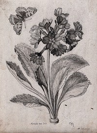 An auricula plant (Primula auricula): flowering stem with a butterfly. Etching by N. Robert, c. 1660, after himself.