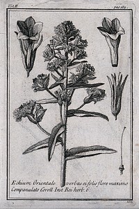 A plant (Echium orientale): flowering stem and floral segments. Etching, c. 1718, after C. Aubriet.