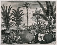 Coconuts and trees (Cocos nucifera), a cinnamon tree (Cinnamomum verum) and pinang tree (Areca catechu), in a tropical landscape. Line engraving after J. Nieuhoff.