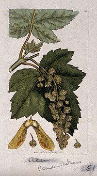Sycamore (Acer pseudoplatanus): flowering stem, leaves, fruit and floral segments. Coloured engraving after J. Sowerby, 1796.