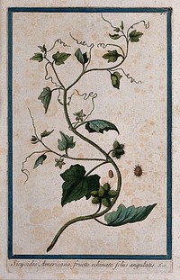 A plant (Sicyos sp.) related to bur cucumber: flowering and fruiting stem with separate fruit and seed. Coloured etching by M. Bouchard, 1772.