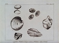 Molluscs, including the barnacle or goose-mussel, conch, mussel and limpet. Etching.