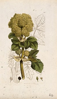 Alexanders (Smyrnium olusatrum): flowering stem, leaf and floral segments. Coloured engraving after J. Sowerby, 1795.