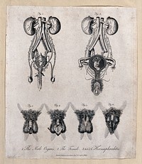 Sexual organs of male, female and intersex humans. Engraving, 1796.