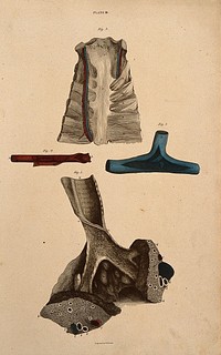 Thorax and abdomen, with blood-vessels and nerves indicated in red and blue. Coloured line engraving by W.H. Lizars, 1822/1826.