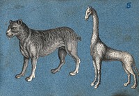 A lion  and a giraffe. Cut-out engravings pasted onto paper, 16--.