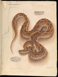 The Thanatophidia of India : being a description of the venomous snakes of the Indian Peninsula, with an account of the influence of their poison on life, and a series of experiments / by J. Fayrer.